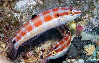 Photo of two female Wrasse fish recently discovered by Scripps Institution of Oceanography team
