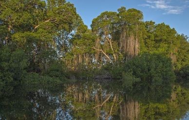 A healthy mangrove forest on Mexico's southern Pacific coast