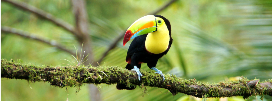 5 of 5, Toucan in Costa Rica Rainforest