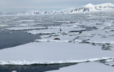 Seals in Antarctica